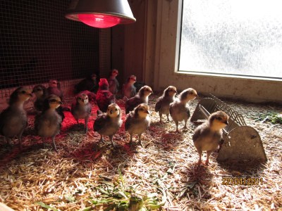 Holiday apartment Op de Warft Nordsee - Outdoor photo 12