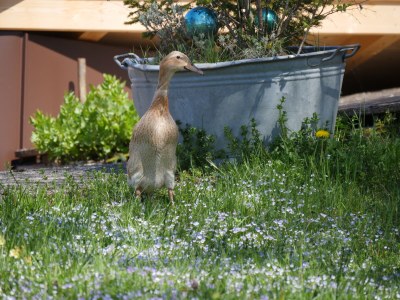 Holiday apartment Stadlsuite am Moarhof - Outdoor photo 12