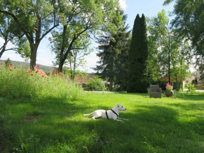 Holiday apartment Gutsgarten - Outdoor photo 6