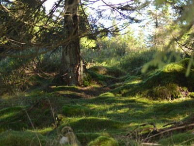 Apartment Wohnung in nahe Harzwald - Environment photo 35