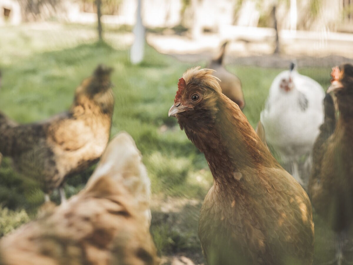 Holiday apartment Residence Schnatzhof - Outdoor photo 4