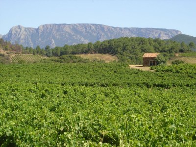 Villa Tranquil Vineyard Villa, Berlou - Environment photo 37