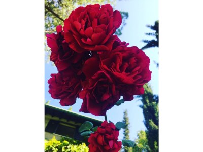 Villa Villa Lavanda - Document photo 40