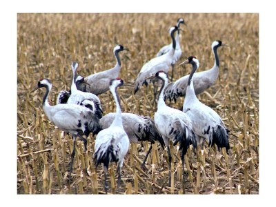 Holiday apartment Strandbrise - Environment photo 16