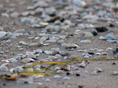 Holiday apartment Strandbrise - Environment photo 21