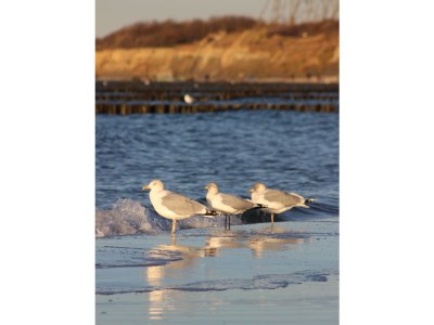 Holiday apartment Strandbrise - Environment photo 22