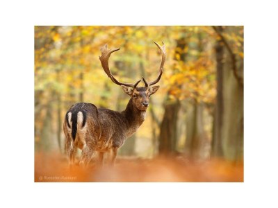 Holiday apartment Studio Tol Zandvoort - Environment photo 11