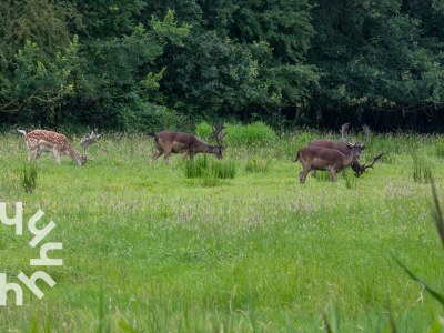 Holiday house Holiday house Oostkapelle - ZE188 - Environment photo 30