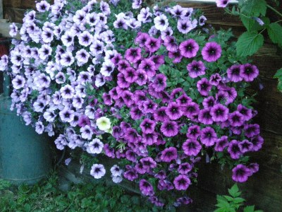 Holiday apartment Flatscherhof - Holiday Mountain Farm Italy - Outdoor photo 4