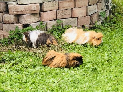 Holiday apartment Flatscherhof - Holiday Mountain Farm Italy - Outdoor photo 11