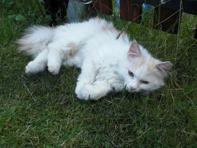 Holiday apartment Flatscherhof - Holiday Mountain Farm Italy - Environment photo 21