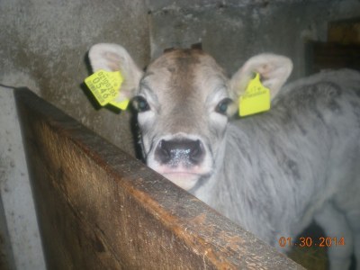 Holiday apartment Flatscherhof - Holiday Mountain Farm Italy - Environment photo 23