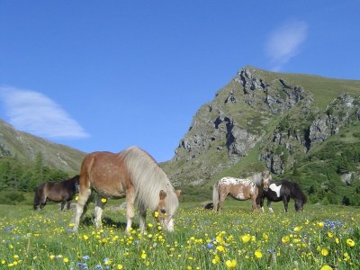 Chalet Chalet Almsommer (Heidi Chalets Falkertsee) - Environment photo 39