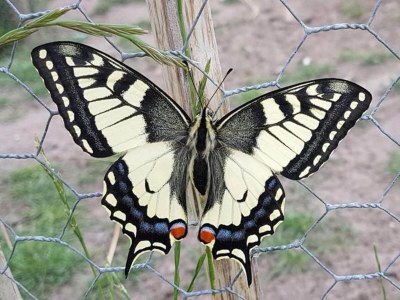 Holiday house Gemütliches Ferienhaus in Leenderbos mit Whirlpool - Outdoor photo 36