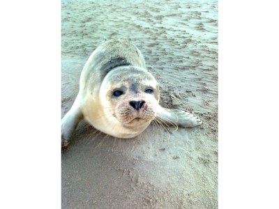 Holiday house Zeeweg 31z - Environment photo 28