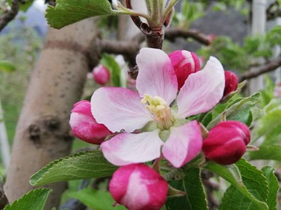 Holiday apartment Niedermoar "Etschwool" - Outdoor photo 4