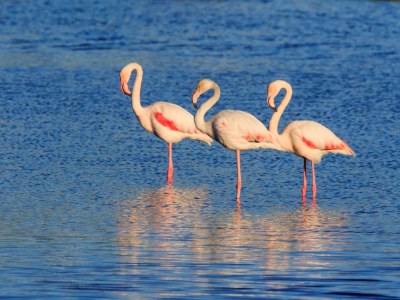 Cottage Bella Vista - Environment photo 29