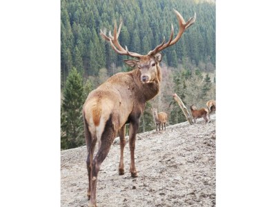 Holiday apartment AlmZeit-Sauerland - Environment photo 30