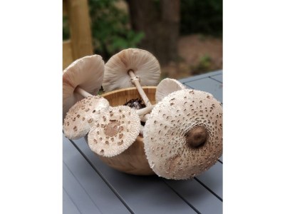 Holiday house 2 Unter den Bäumen - Outdoor photo 12