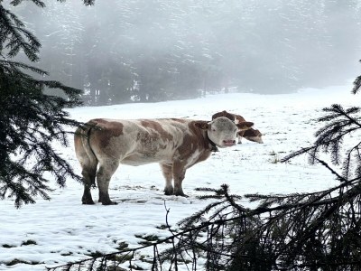 Chalet Chalet in Mühlbach nahe Skipisten - Outdoor photo 10