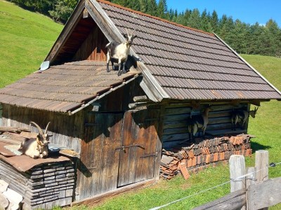 Holiday apartment Hofer Lydia 1 - Outdoor photo 6