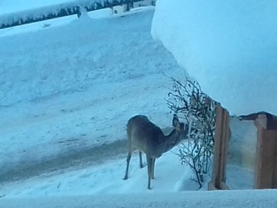 Holiday apartment Hofer Lydia 1 - Outdoor photo 12