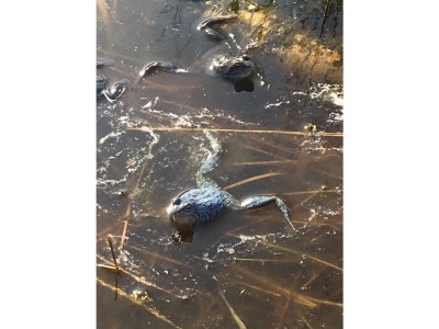 Holiday house Duden - Environment photo 37