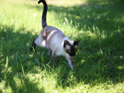 Holiday house Zwart - Outdoor photo 10