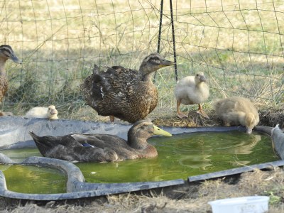 Holiday apartment A Deubert-Gehrmann - Outdoor photo 6