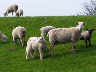 Holiday house Swanen Hus - Environment photo 33