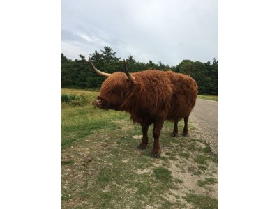 Bungalow Strandliebe Holiday Park 't Luwe Land - Environment photo 34
