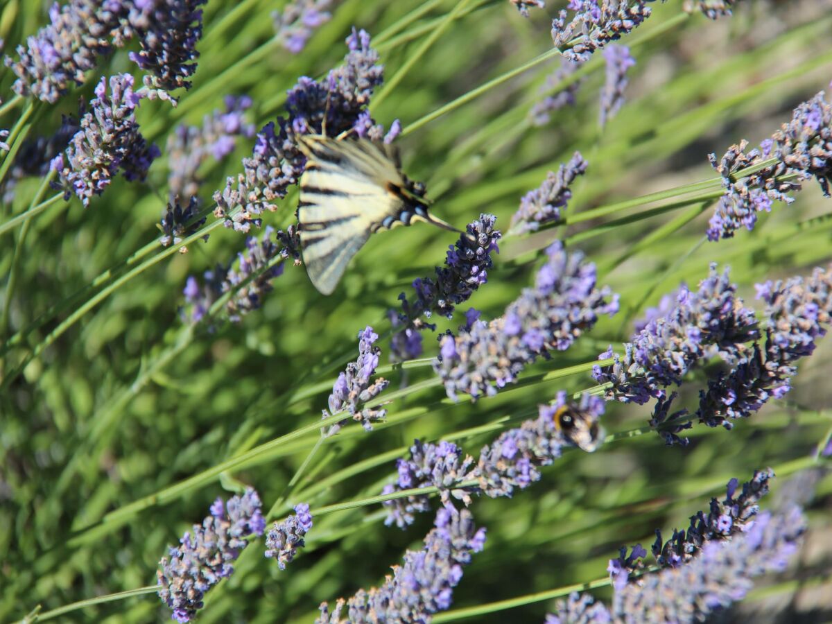 Holiday house Villa near Les Vans Centre - Outdoor photo 3