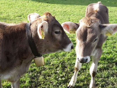 Holiday apartment Orchidee - Environment photo 31