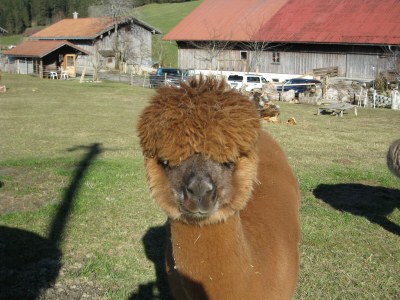 Holiday apartment Orchidee - Environment photo 32