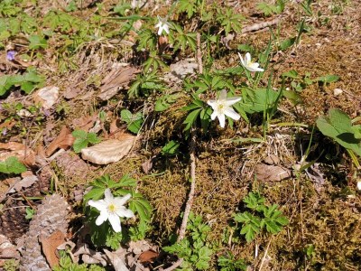 Holiday apartment Orchidee - Environment photo 33