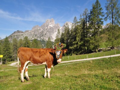 Holiday apartment "Stubenrauschhof" - Outdoor photo 6