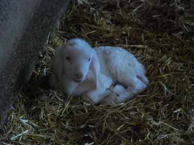 Holiday apartment "Stubenrauschhof" - Outdoor photo 9