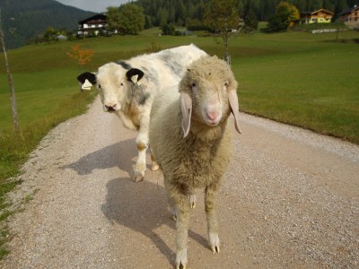 Holiday apartment "Stubenrauschhof" - Outdoor photo 15