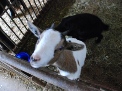 Holiday apartment "Stubenrauschhof" - Outdoor photo 18