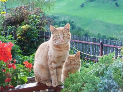 Holiday apartment Idyll - Outdoor photo 4