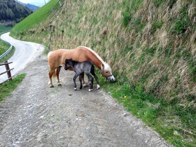 Holiday apartment Idyll - Document photo 23