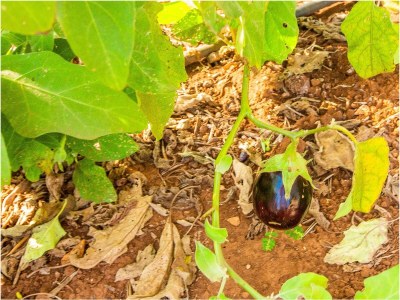 Holiday house Trullo with private pool. Enclosed garden - Outdoor photo 11