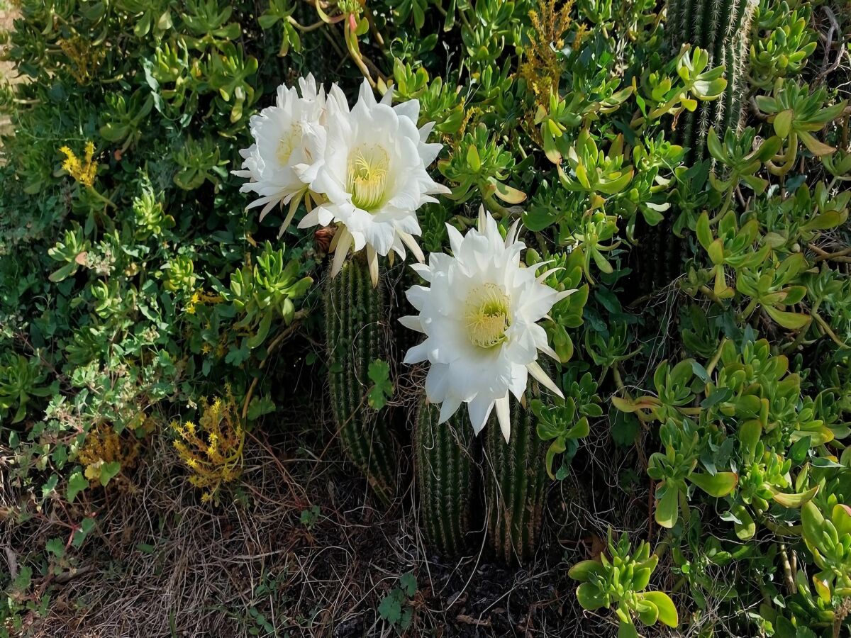 Villa villa with private swimming pool - Outdoor photo 3