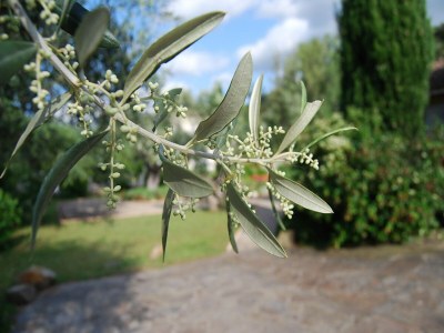 Villa villa with private swimming pool - Outdoor photo 38
