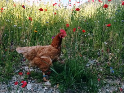 Holiday apartment Dolomites at Stacherhof - Outdoor photo 4