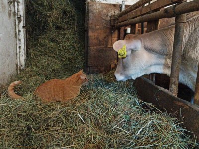 Holiday apartment Dolomites at Stacherhof - Outdoor photo 5