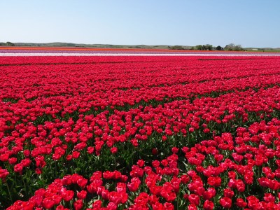 Holiday apartment Boschlust NO 5 - Environment photo 32