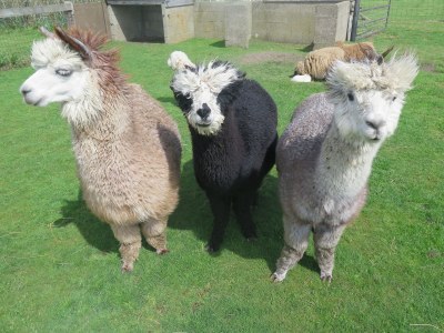 Holiday house Tyeslemore Cottage 7 - Outdoor photo 5