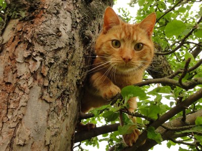 Holiday house Red Cat - Outdoor photo 7