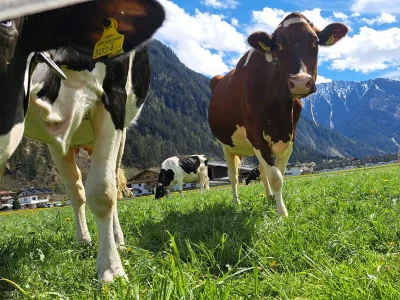 Holiday apartment Appartement Holderhof - Outdoor photo 9